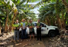 Pequenos produtores de Santa Carmem recebem 1.360 mudas de bananeira