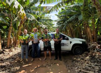 Pequenos produtores de Santa Carmem recebem 1.360 mudas de bananeira