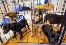 Feira de Adoção de Cães e Gatos será realizada em dezembro em Sorriso