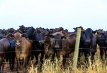 Mato Grosso avança nas metas do Plano ABC+ de práticas sustentáveis no campo