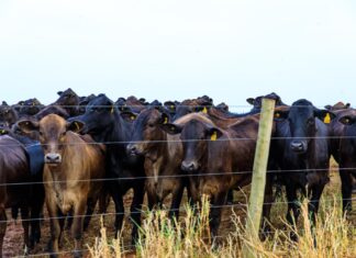 Mato Grosso avança nas metas do Plano ABC+ de práticas sustentáveis no campo