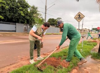 Sinop amplia arborização com plantio de árvores no Alto da Glória