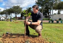 Sinop intensifica plantio de árvores na Avenida dos Pinheiros