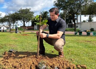 Sinop intensifica plantio de árvores na Avenida dos Pinheiros