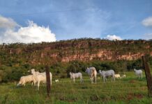 Mato Grosso fecha 2025 com 31,6 milhões de bovinos