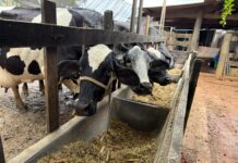 Vera avança na bacia leiteira com investimentos em tecnologia e genética