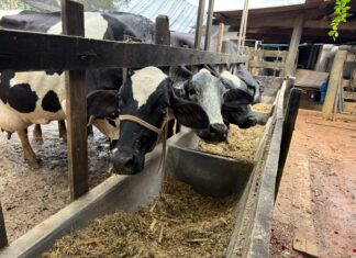 Vera avança na bacia leiteira com investimentos em tecnologia e genética