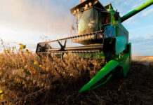Com MT na dianteira e PR atrasado, colheita de soja do Brasil avança para 2%