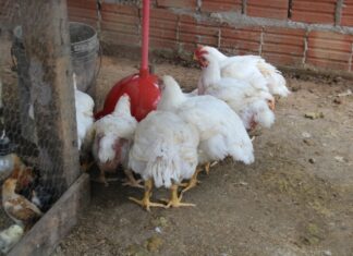 Projeto de microcrédito da prefeitura de Sinop fortalece a agricultura familiar