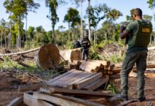 Operações em 2025 aplicaram R$ 2,7 bilhões em multas contra crimes ambientais