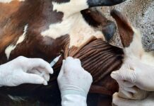 Vacinação contra brucelose deve imunizar 4 milhões de bezerras