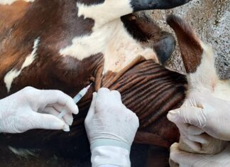 Vacinação contra brucelose deve imunizar 4 milhões de bezerras