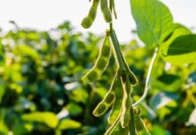 Sojicultores de MT têm até 15 de fevereiro para cadastrar área no Indea