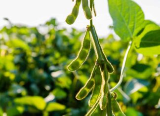 Sojicultores de MT têm até 15 de fevereiro para cadastrar área no Indea