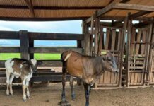 Tecnologia genética muda a realidade da agricultura familiar em MT