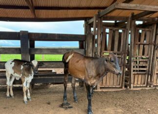 Tecnologia genética muda a realidade da agricultura familiar em MT
