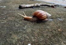 Prefeitura de Sinop orienta população sobre cuidados com caramujos africanos