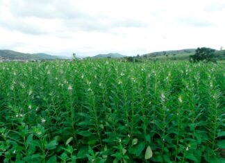 Gergelim ganha espaço e se consolida como segunda opção de safra em Mato Grosso