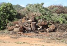 Sorriso inicia projeto piloto com reaproveitamento de resíduos de madeira