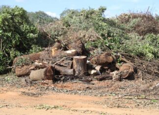 Sorriso inicia projeto piloto com reaproveitamento de resíduos de madeira