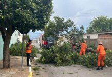 Defesa Civil alerta para riscos com árvores durante chuvas intensas