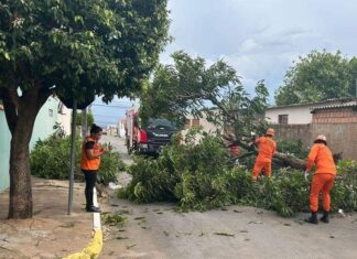 Defesa Civil alerta para riscos com árvores durante chuvas intensas