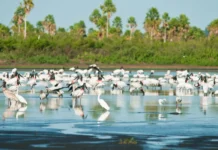 Ampliadas áreas de proteção ambiental no Cerrado e no Pantanal