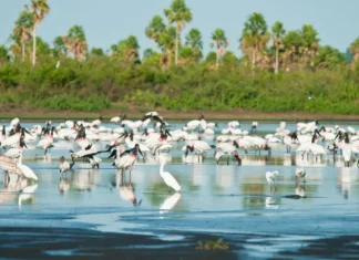 Ampliadas áreas de proteção ambiental no Cerrado e no Pantanal