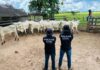 Polícia Civil recupera gado furtado e evita prejuízo de mais R$ 120 mil