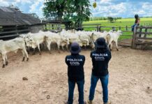 Polícia Civil recupera gado furtado e evita prejuízo de mais R$ 120 mil