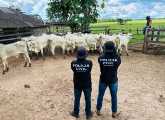 Polícia Civil recupera gado furtado e evita prejuízo de mais R$ 120 mil