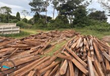 Sema de Alta Floresta apreende 1,5 mil lascas de itaúba sem licença ambiental