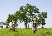 Mato Grosso lidera abate de bovinos no país e amplia participação nas exportações em 2025