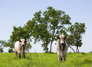 Mato Grosso lidera abate de bovinos no país e amplia participação nas exportações em 2025