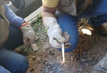 Sinop registra infestação de escorpiões em pelo menos três bairros