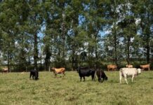 Prefeitura de Sorriso reativa Programa + Leite +Carne