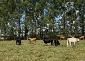 Prefeitura de Sorriso reativa Programa + Leite +Carne