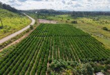 Seaf inicia mobilização do MT Produtivo em 61 municípios de Mato Grosso