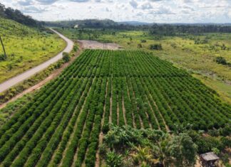 Seaf inicia mobilização do MT Produtivo em 61 municípios de Mato Grosso
