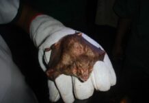 Indea atua na contenção de raiva bovina em Campo Verde e Alta Floresta