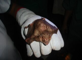 Indea atua na contenção de raiva bovina em Campo Verde e Alta Floresta