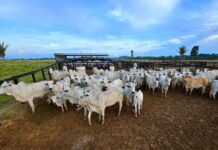 Campanha de atualização de estoque de rebanhos começa sexta-feira (1º) em MT