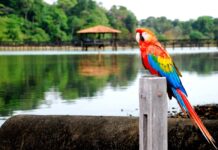 Sinop sediará primeiro evento de observação de aves de Mato Grosso