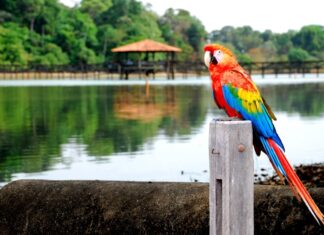 Sinop sediará primeiro evento de observação de aves de Mato Grosso