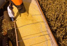 Mato Grosso lidera produção agropecuária do país com projeção de R$ 206 bilhões em 2026