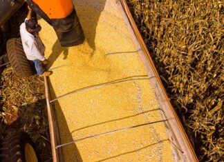 Mato Grosso lidera produção agropecuária do país com projeção de R$ 206 bilhões em 2026