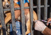 Sinop divulga cronograma semanal da vacinação antirrábica itinerante nos bairros