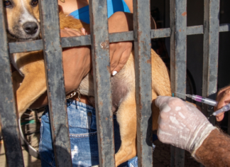 Sinop divulga cronograma semanal da vacinação antirrábica itinerante nos bairros