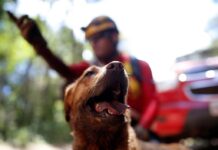 Mato Grosso sediará Certificação Nacional de Cães de Busca, Resgate e Salvamento