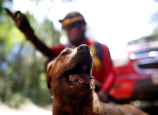 Mato Grosso sediará Certificação Nacional de Cães de Busca, Resgate e Salvamento